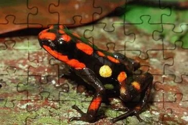 Andinobates Dorisswansonae jigsaw puzzle