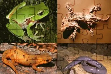 Anfibios jigsaw puzzle