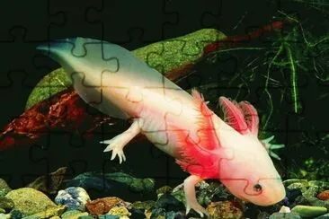Axolote -MÃ©xico jigsaw puzzle