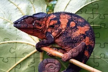 CamaleÃ³n Furcifer jigsaw puzzle