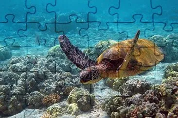 Chelonia Mydas - Hawaii jigsaw puzzle