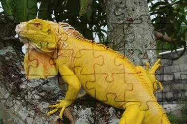 Iguana Amarilla jigsaw puzzle