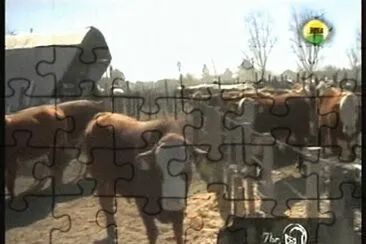 VACA