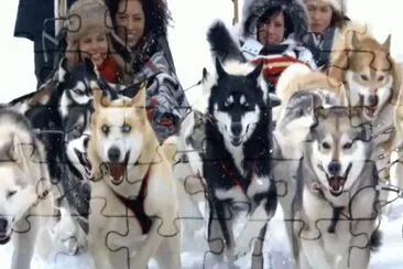 huskies