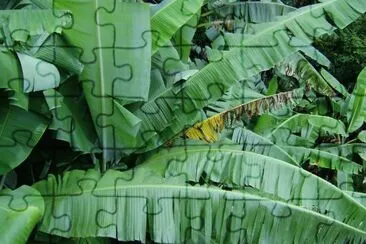 platanal jigsaw puzzle