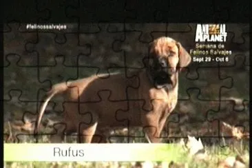 CACHORRO