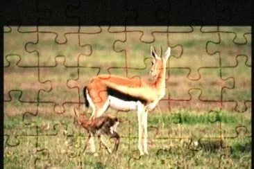 GACELA jigsaw puzzle
