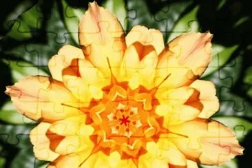yellow rose