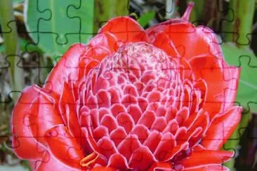 flor jigsaw puzzle