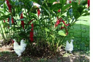 gallinas