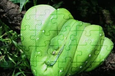 Morelia Viridis - Serpiente ArborÃ­cola. jigsaw puzzle