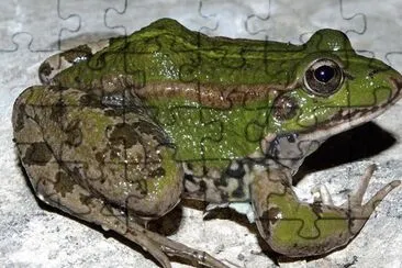 Rana Verde  Comun - EspaÃ±a jigsaw puzzle