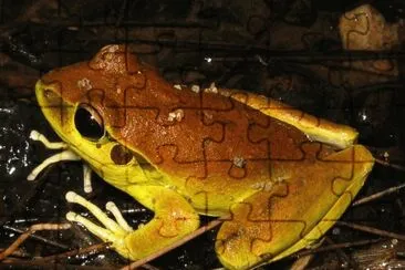Rana Litoria Wilcoxi - Australia jigsaw puzzle