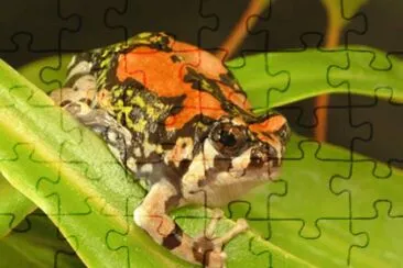 Rana Trepadora de Madagascar jigsaw puzzle
