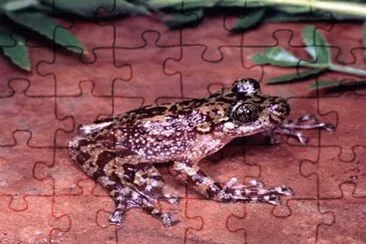 Rana Fantasma de SudÃ¡frica jigsaw puzzle