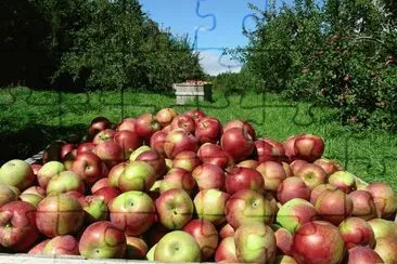 פאזל של apple harvest