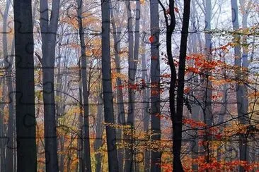 vibrant fall scene