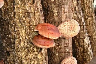 Lentinula Edodes Shiitake