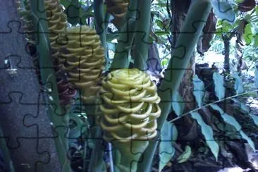 Maracas tropicales