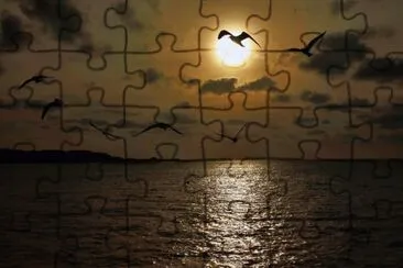 gaviotas al atardecer