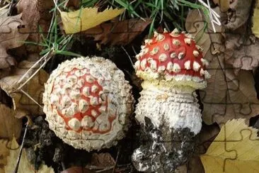 Amanita Muscaria - Chile