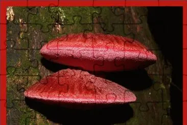 Fistulina Hepatica