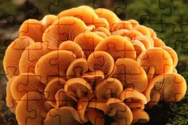 Flammulina Velutipes2 - Asia