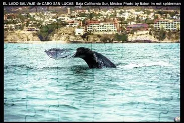HERMOSA VISITA DE CABO SAN LUCAS, MÃ‰X.