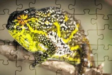 Furcifer Willsii (Female)  - Madagascar jigsaw puzzle