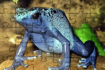 Dendrobates Azureus - Madagascar jigsaw puzzle