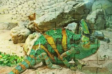 CamaleÃ³n del Yemen jigsaw puzzle