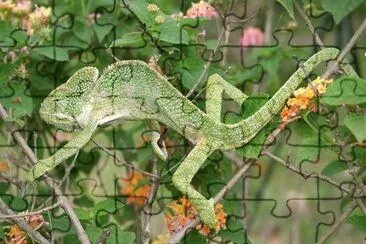 CamaleÃ³n de la India jigsaw puzzle