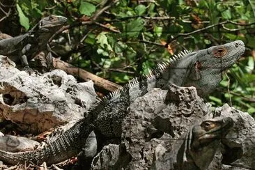 Iguana Rayada - CentroamÃ©rica jigsaw puzzle