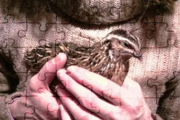 Tato el Codorniz jigsaw puzzle