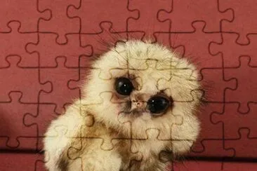 Polluelo de BÃºho jigsaw puzzle