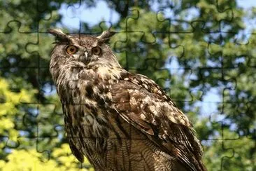 BÃºho real (Bubo bubo)