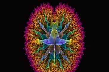 your brain on fractals