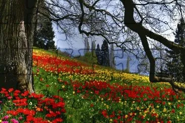 beautiful forest flowers