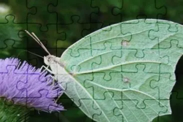 Anteos - NO Argentino jigsaw puzzle