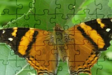 Bella - NO Argentino jigsaw puzzle