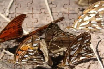 Espejitos (Agraulis vanillae) - NO Argentino jigsaw puzzle