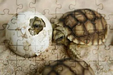 magico jigsaw puzzle