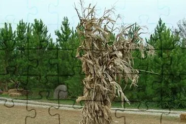 corn stalks and pumpkins