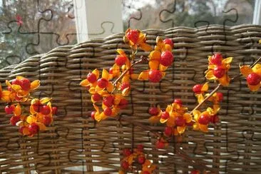 bittersweet vine