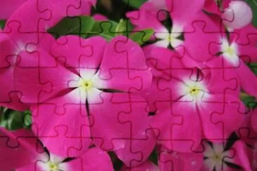 flores jigsaw puzzle