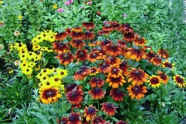 flores