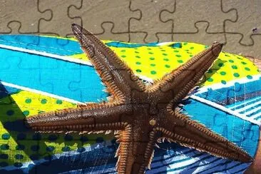diversos jigsaw puzzle