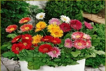 flores