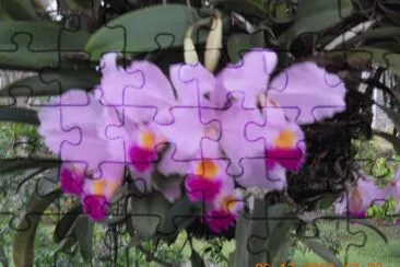 OrquÃ­deas Colombianas