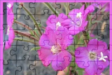Hierba de San Antonio jigsaw puzzle